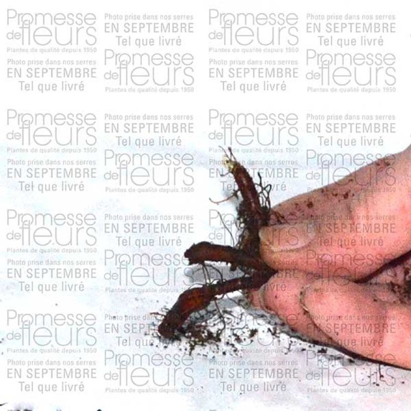 Example of Anémone nemorosa Vestal - Anémone des bois Bulbe size I as you get