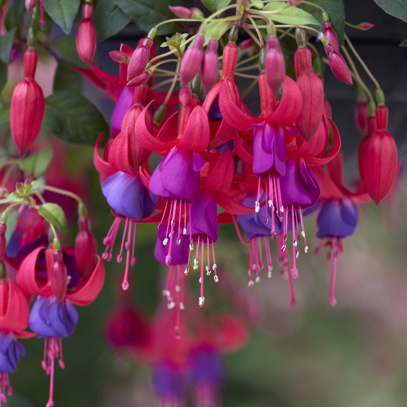 Fuchsia Angela (Flowering)