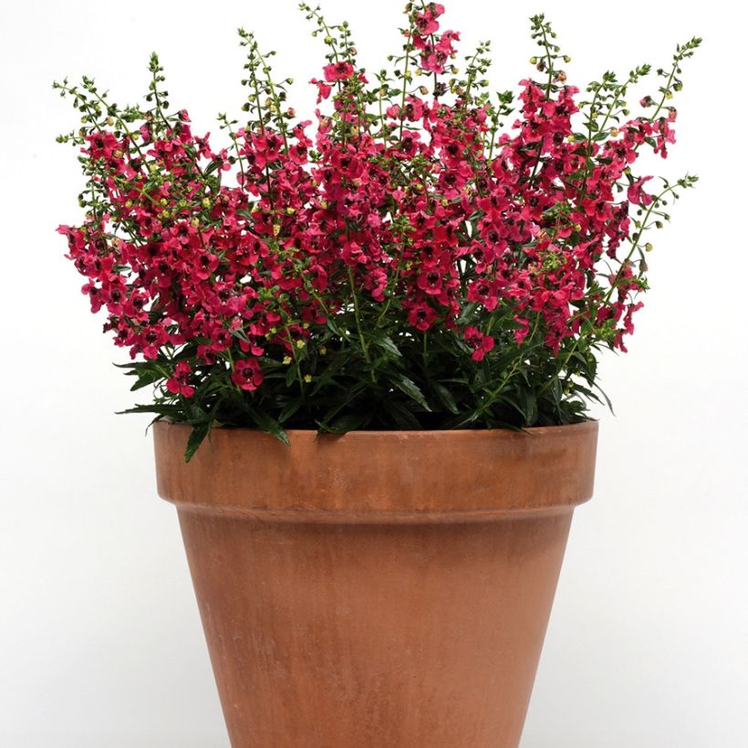 Angélonia Archangel Cherry Red (Plant habit)