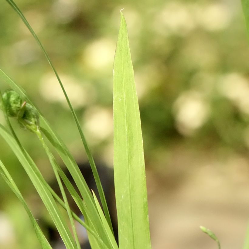Anomatheca laxa - Freesia ou Lapeirousia (Foliage)