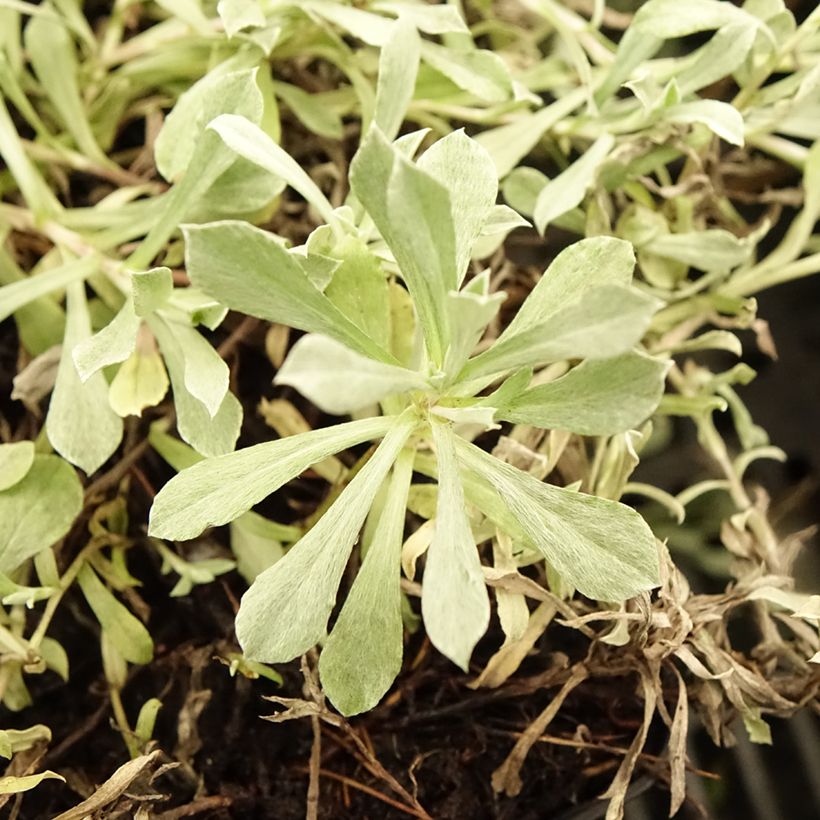 Antennaria dioica Rubra - Antennaire dioïque (Foliage)