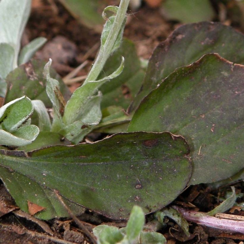 Antennaria plantaginifolia - Antennaire à feuilles de plantain (Foliage)