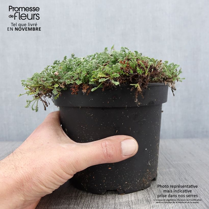 Example of Anthemis carpatica Karpatenschnee - Camomille des monts Carpates Karpatenschnee Pot de 2L/3L as you get in automne