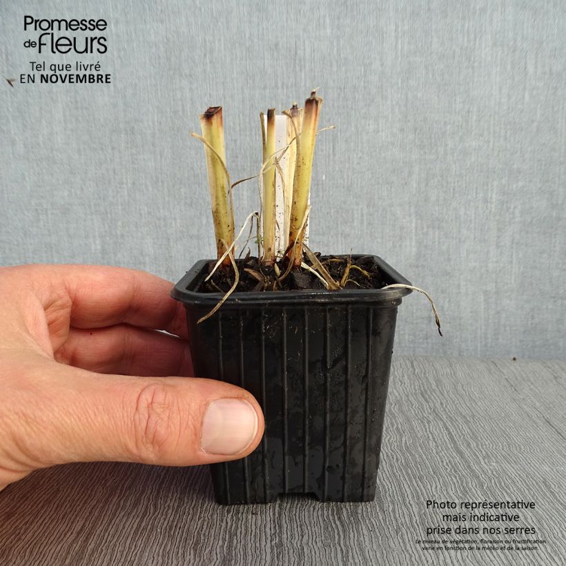 Example of Anthericum saundersiae Starlight - Chlorophytum panaché Godet de 8/9 cm as you get in automne