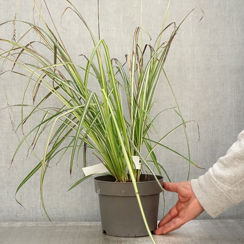 Example of Anthericum saundersiae Starlight - Chlorophytum panaché Pot de 1,5L/2L as you get in automne