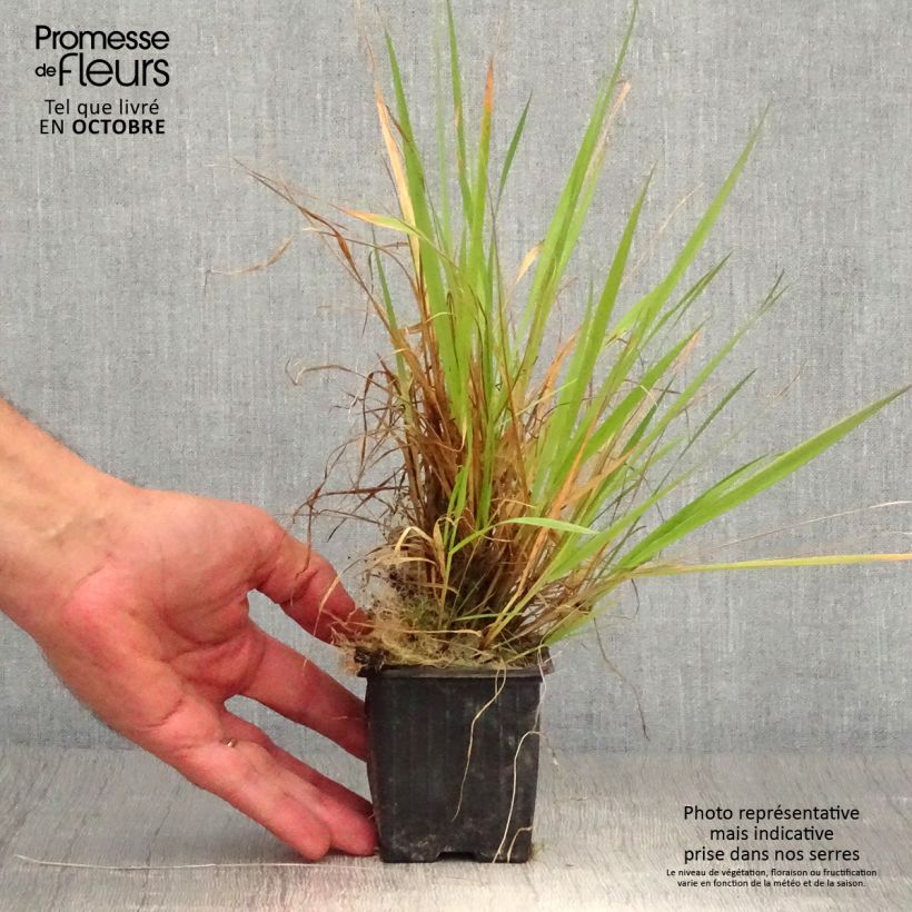 Example of Anthoxanthum odoratum - Flouve odorante Godet de 8/9 cm as you get in automne