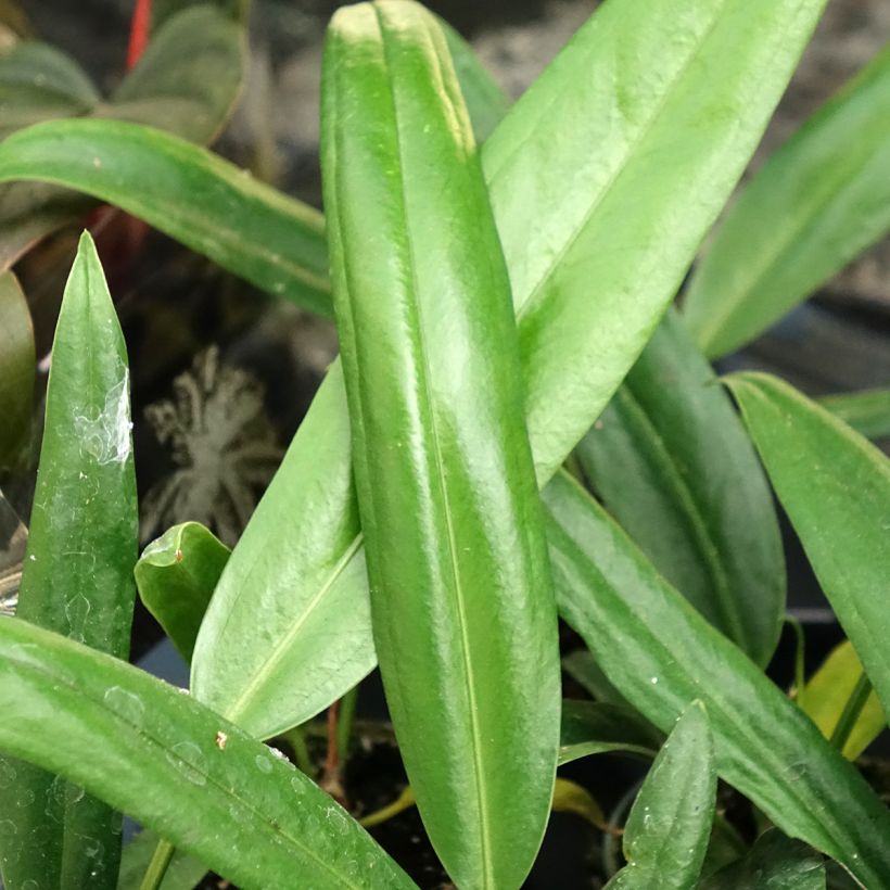 Anthurium bakeri (Foliage)