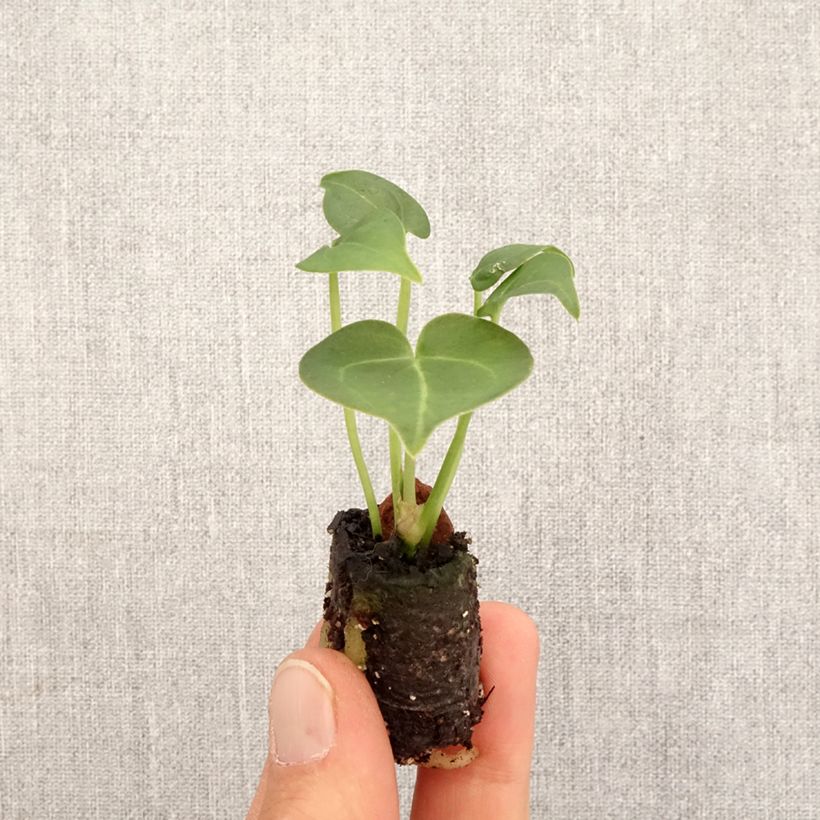 Example of Anthurium clarinervium Mini-plante as you get in printemps