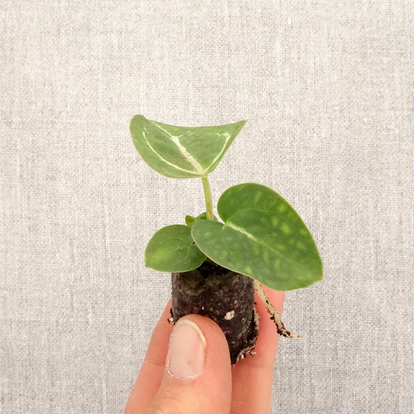 Example of Anthurium crystallinum Mini-plante as you get in printemps