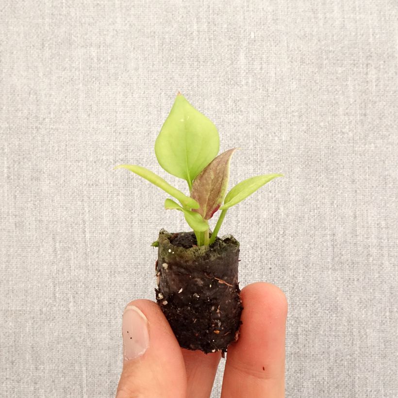 Example of Anthurium jenmanii Gold Mini-plante as you get in printemps