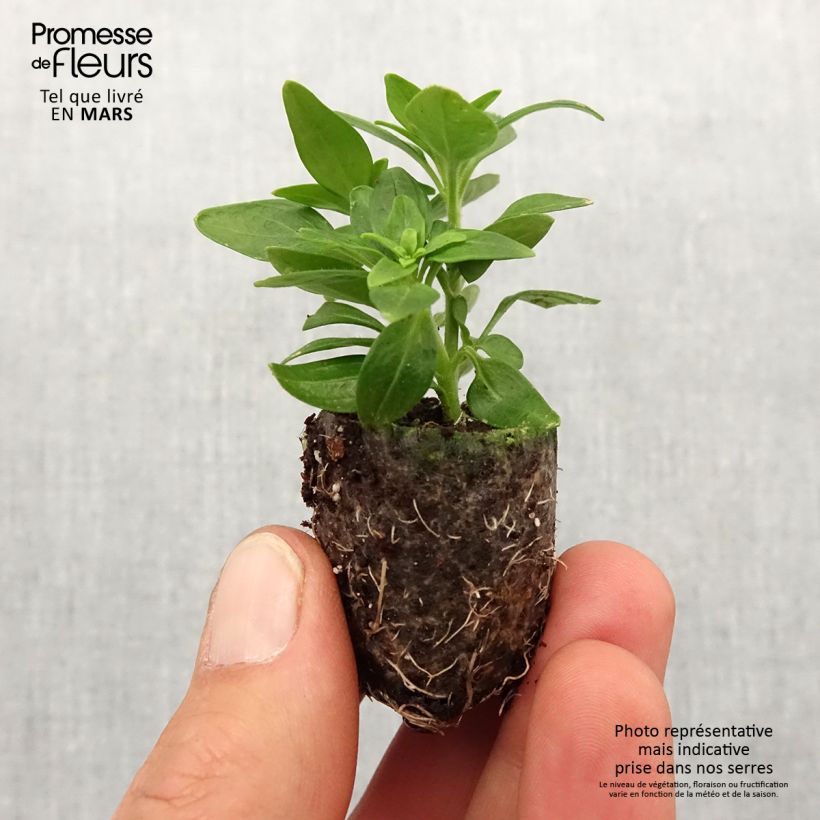 Example of Antirrhinum Dazzling Lips Lemon - Muflier Mini-motte Ø 3/4 cm as you get in printemps