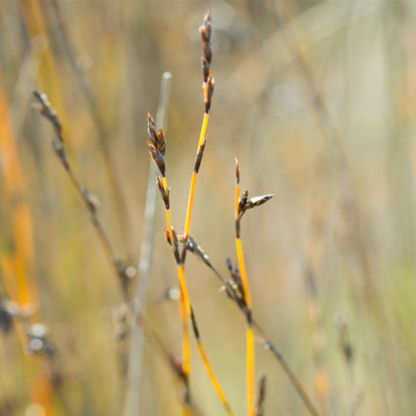 Apodasmia similis - Restio (Flowering)