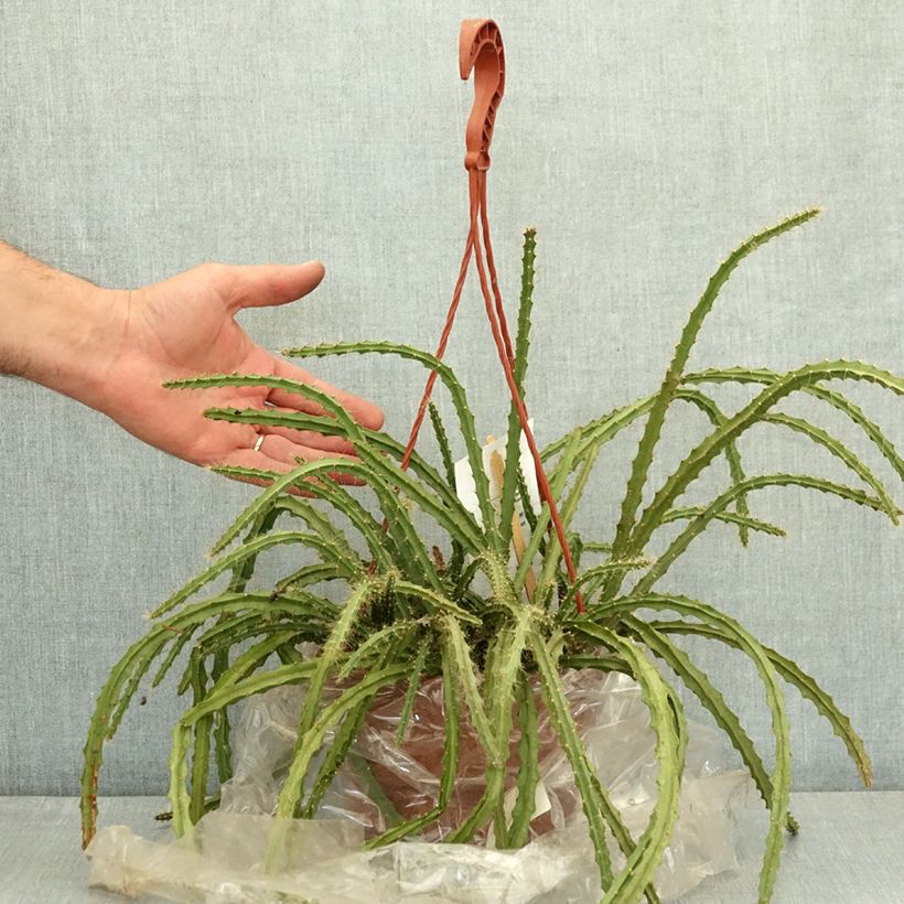 Example of Aporophyllum malisonii - Cactus Queue de Rat Pot de 2L/3L as you get in ete