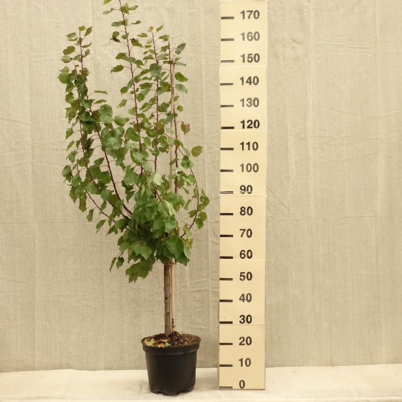Example of Aprium Cot'n Candy Pot de 7,5L/10L, Gobelet as you get in automne