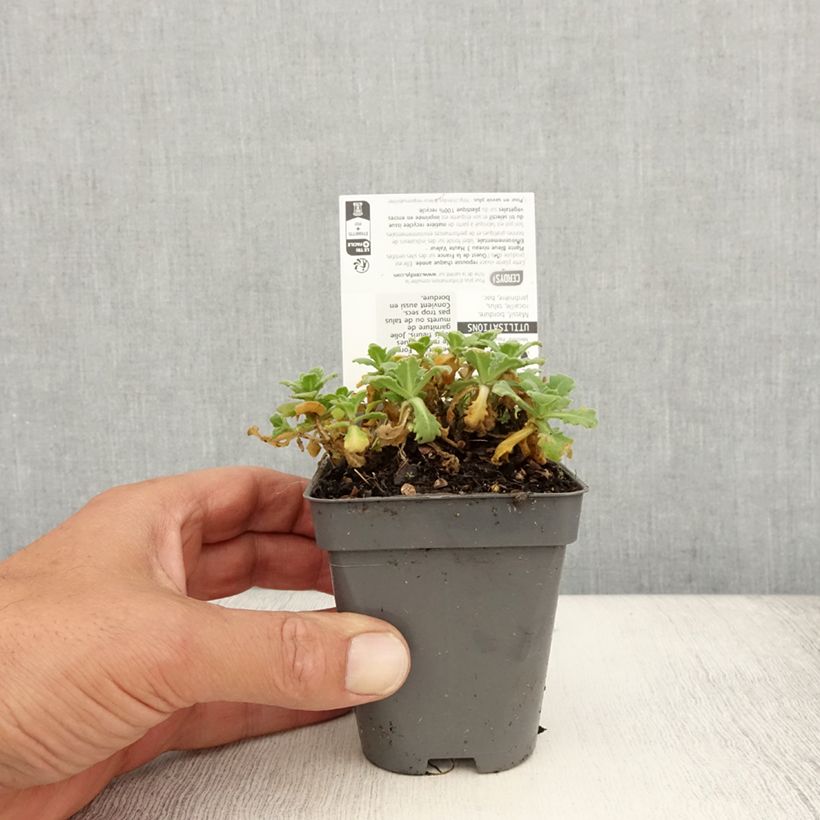 Example of Arabis caucasica Snowball - Corbeille d'argent Godet de 8/9 cm as you get in ete