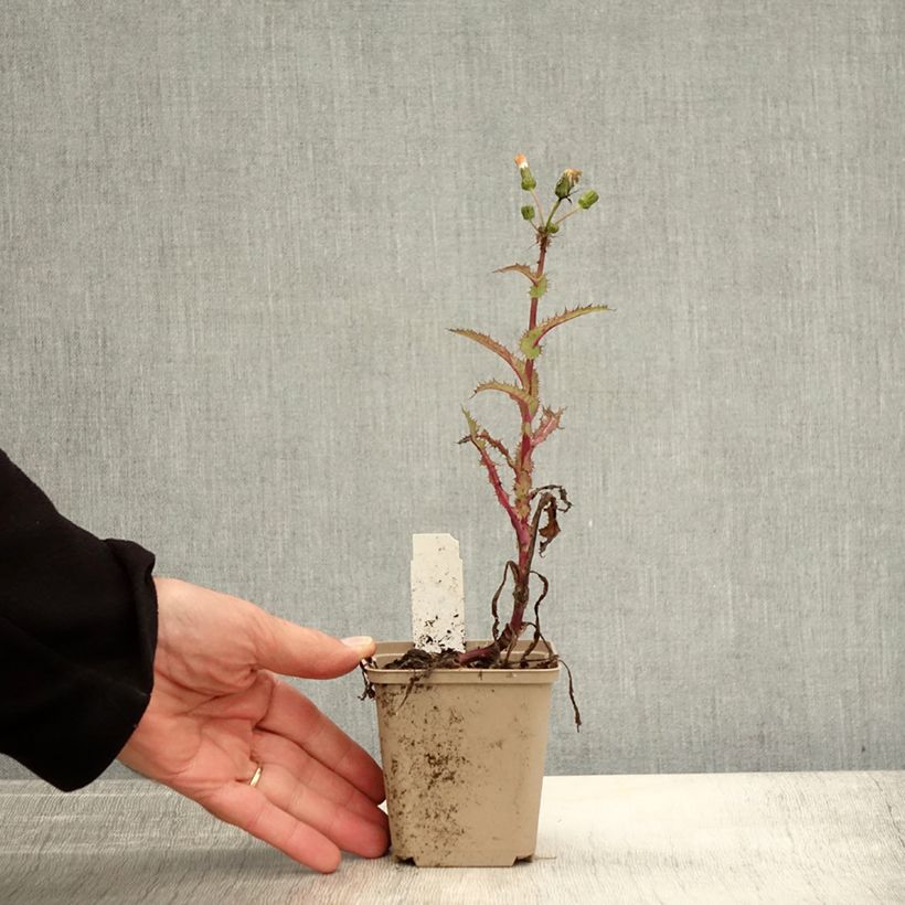 Example of Arabis procurrens Neuschnee - Corbeille d'argent Godet de 8/9 cm as you get in automne