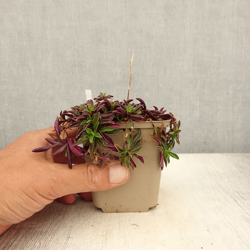 Example of Arabis suendermannii - Corbeille d'argent Godet de 8/9 cm as you get in ete