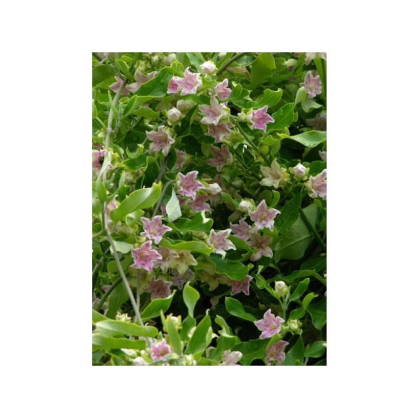 Araujia sericifera Rosea - Plante cruelle (Flowering)