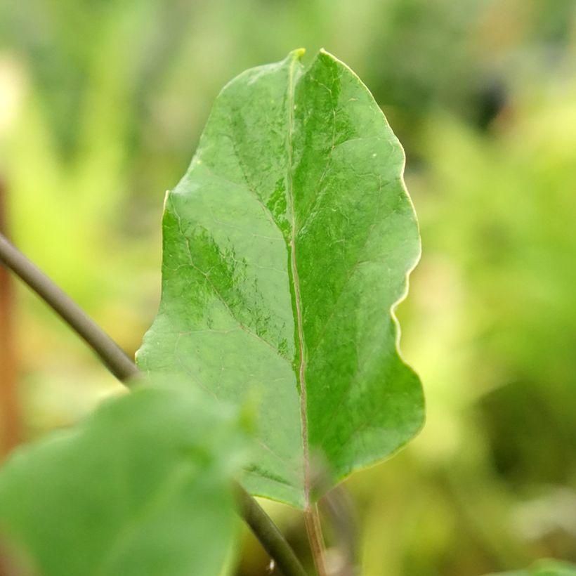 Araujia sericifera Rosea - Plante cruelle (Foliage)