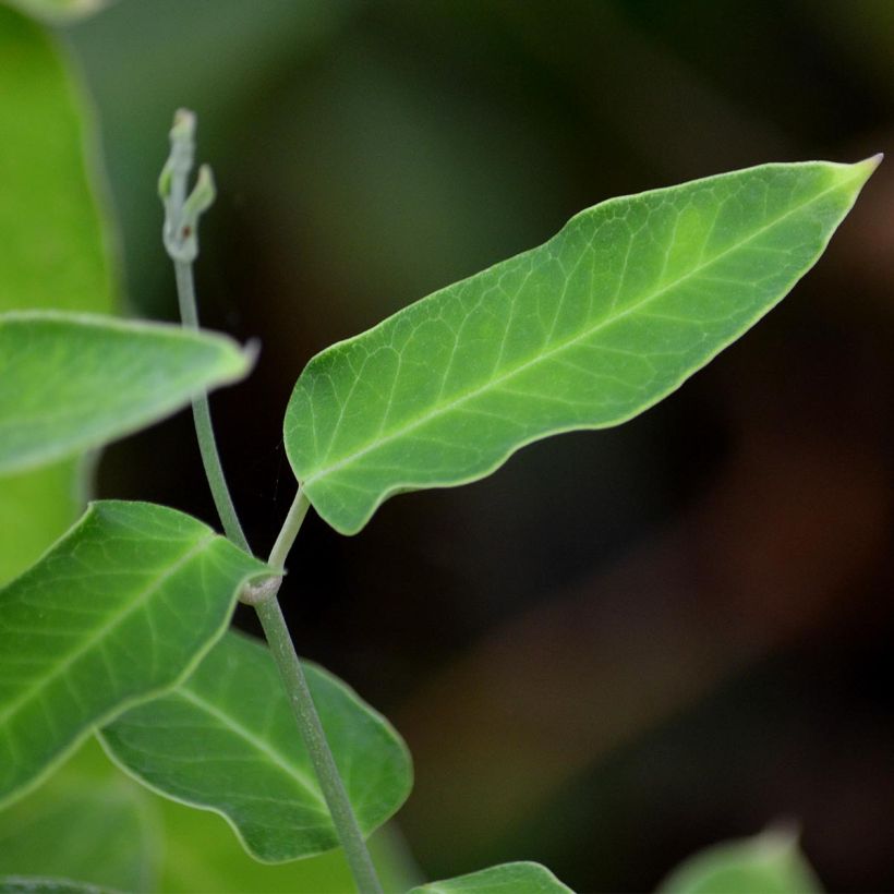 Araujia sericifera Alba - Plante cruelle (Foliage)