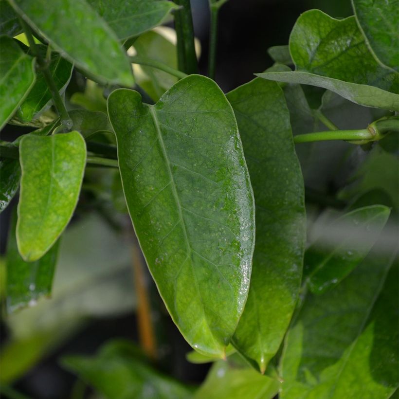 Araujia sericifera Pink - Plante cruelle (Foliage)