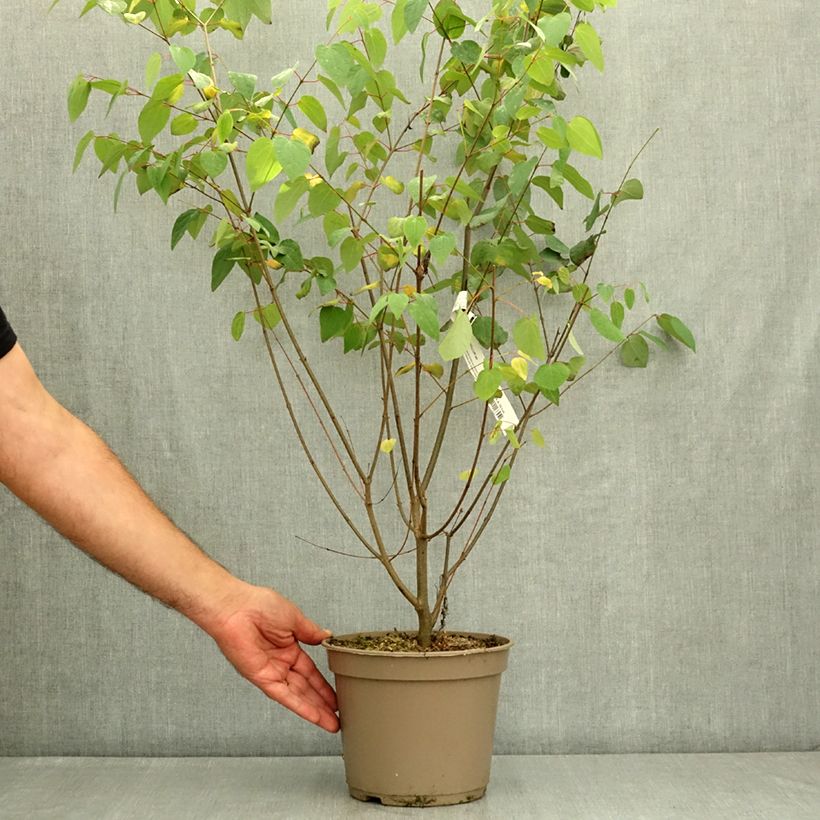 Example of Arbre à caramel nain - Cercidiphyllum japonicum Râ Pot de 4L/5L as you get in ete