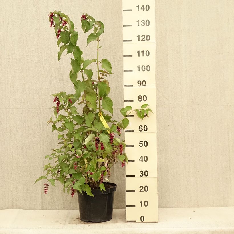 Example of Arbre aux faisans Purple Rain Pot de 7,5L/10L as you get in ete