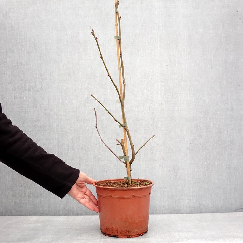 Example of Arbre aux mouchoirs - Davidia involucrata Lady Dahlia Pot de 7,5L/10L as you get in hiver