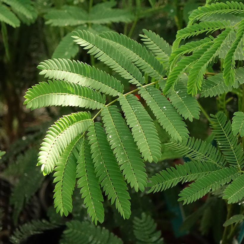Albizia julibrissin Rouge de Tuilière - Arbre à soie (Foliage)