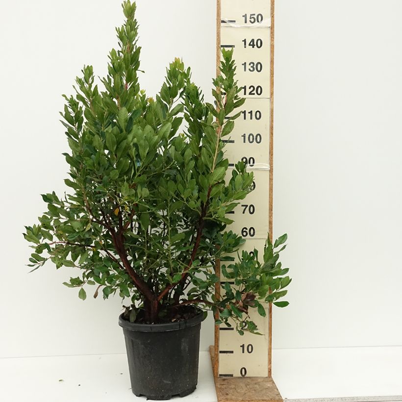 Example of Arbutus unedo - Arbousier Pot de 18L/20L as you get in ete