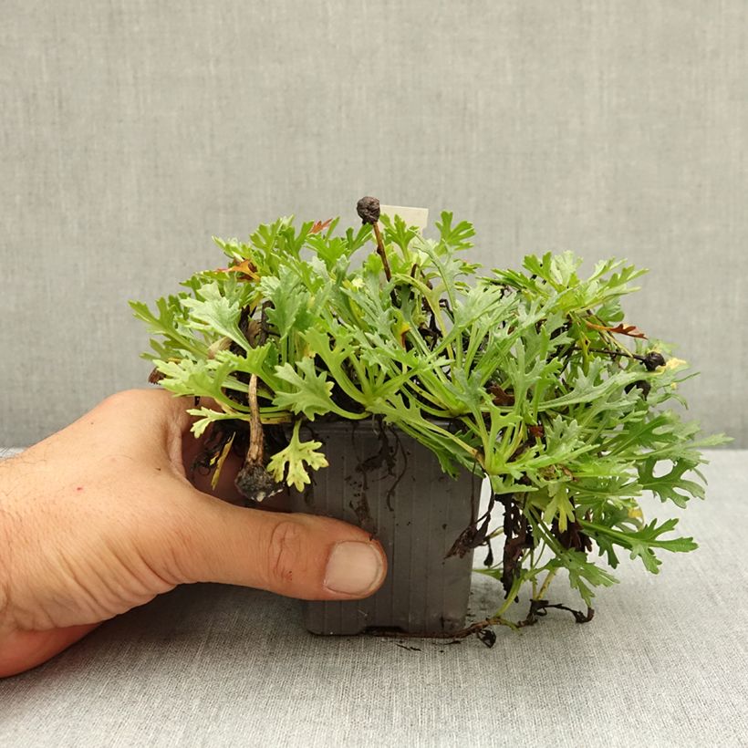 Example of Arctanthemum arcticum - Chrysanthème de l'arctique Godet de 8/9 cm as you get in ete