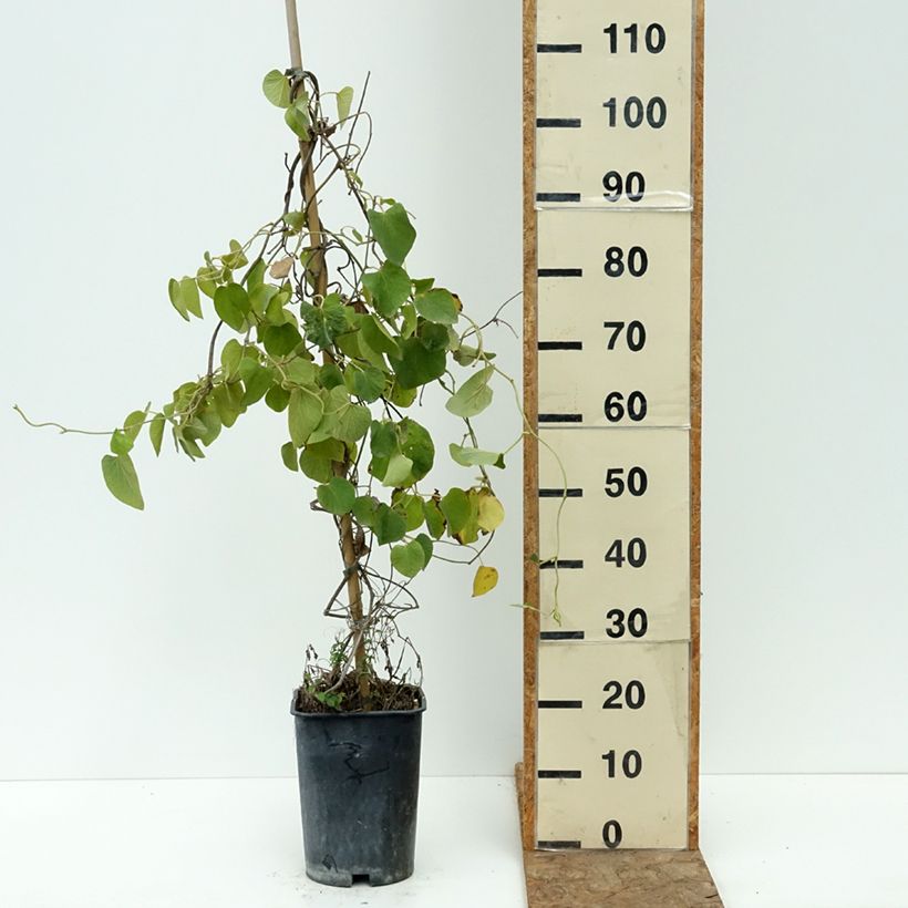 Example of Aristoloche - Aristolochia macrophylla (durior) Pot de 6L/7L as you get in ete