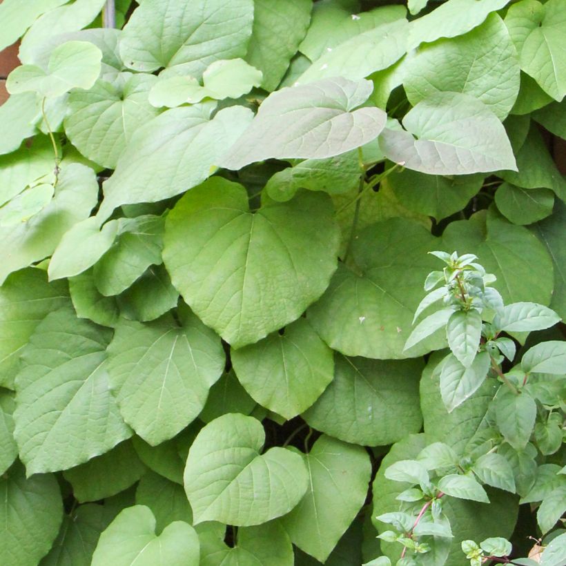 Aristoloche - Aristolochia macrophylla (durior) (Foliage)