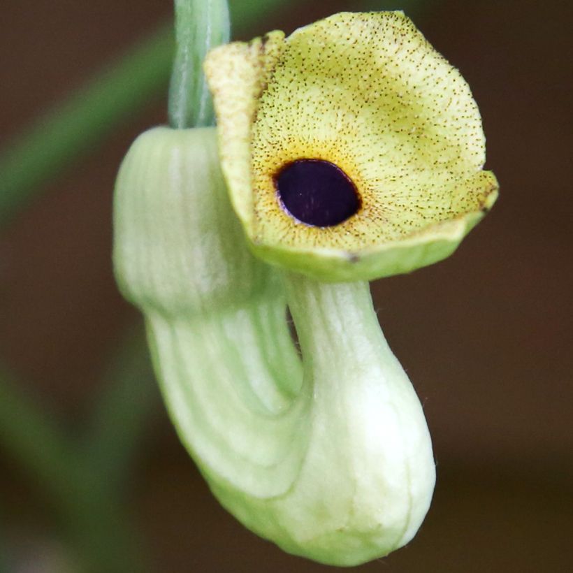 Aristoloche - Aristolochia macrophylla (durior) (Flowering)