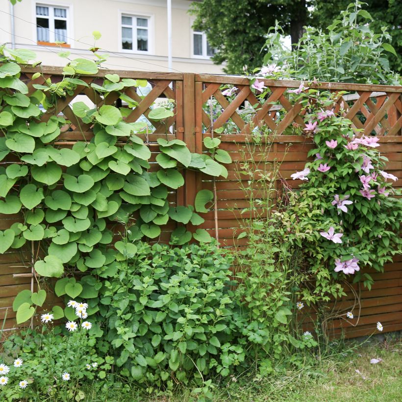 Aristoloche - Aristolochia macrophylla (durior) (Plant habit)