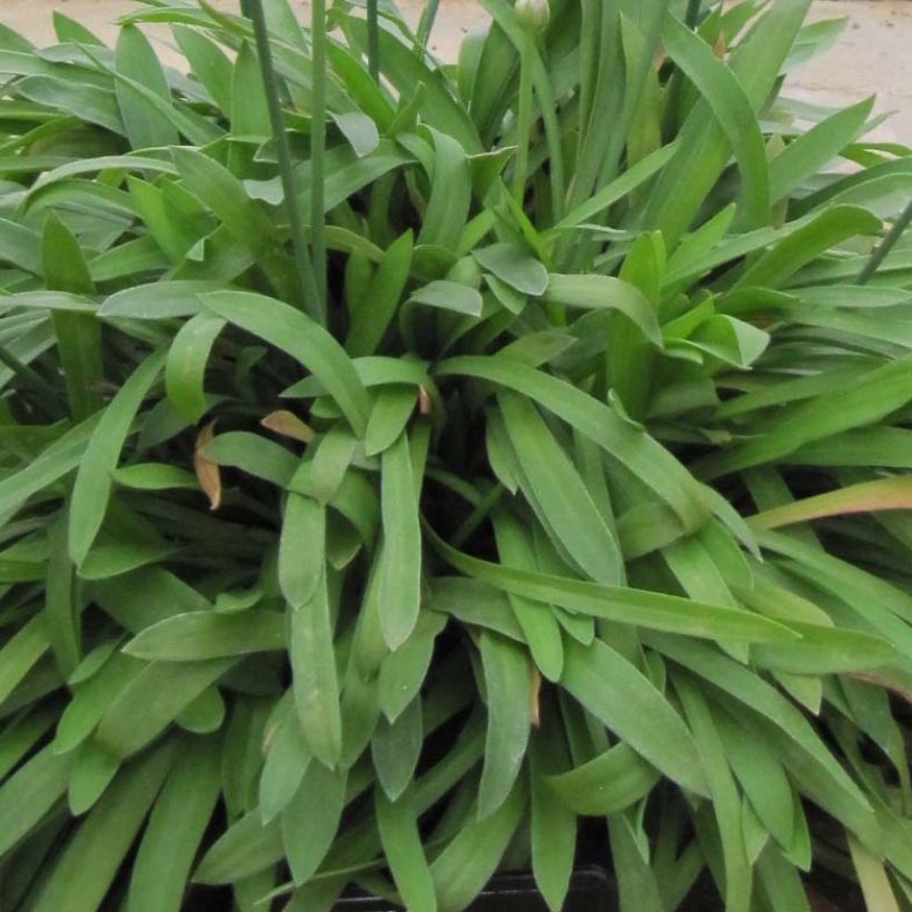 Armeria pseudarmeria Ballerina Red - Gazon d'Espagne. (Foliage)