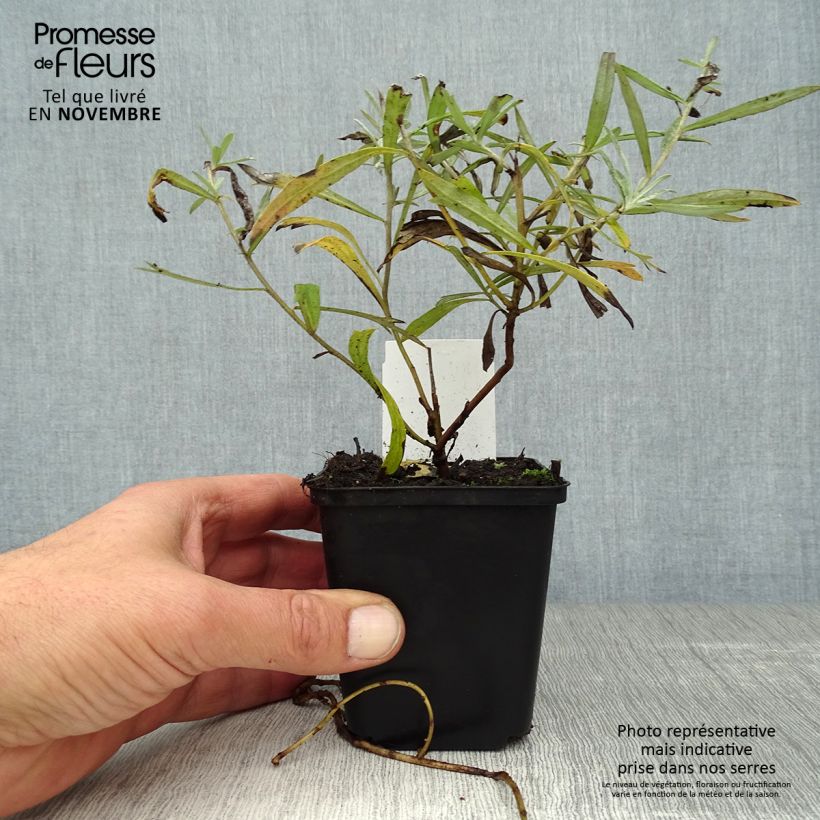 Example of Armoise - Artemisia ludoviciana Silver Queen Godet de 8/9 cm as you get in automne