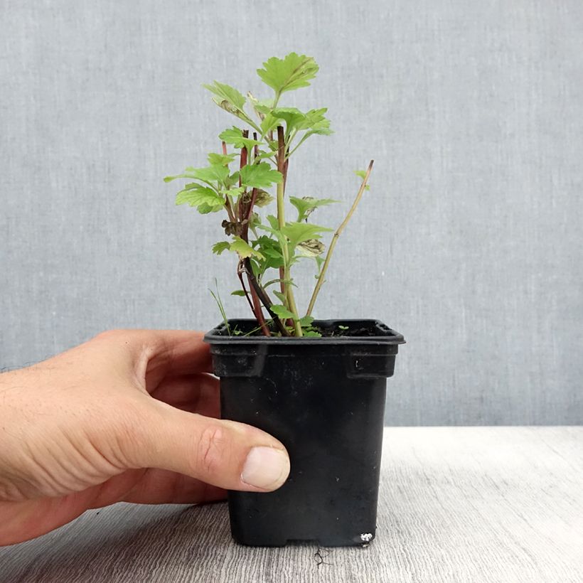 Example of Armoise - Artemisia vulgaris BIO - Herbe de feu Godet de 7/8 cm as you get in automne