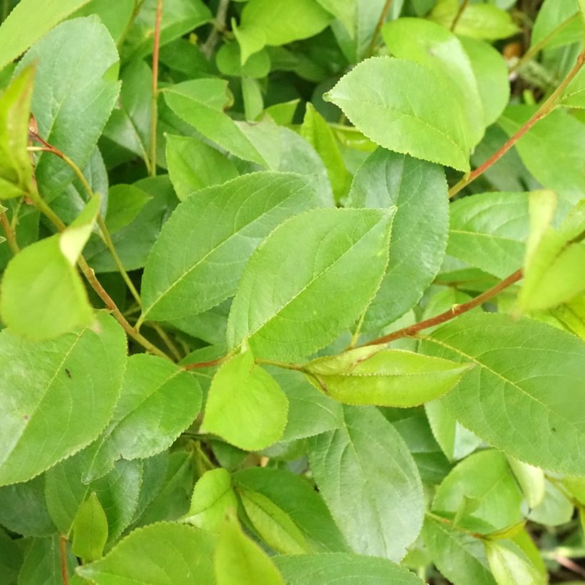 Aronia melanocarpa Professor Ed - Aronie à fruits noirs (Foliage)