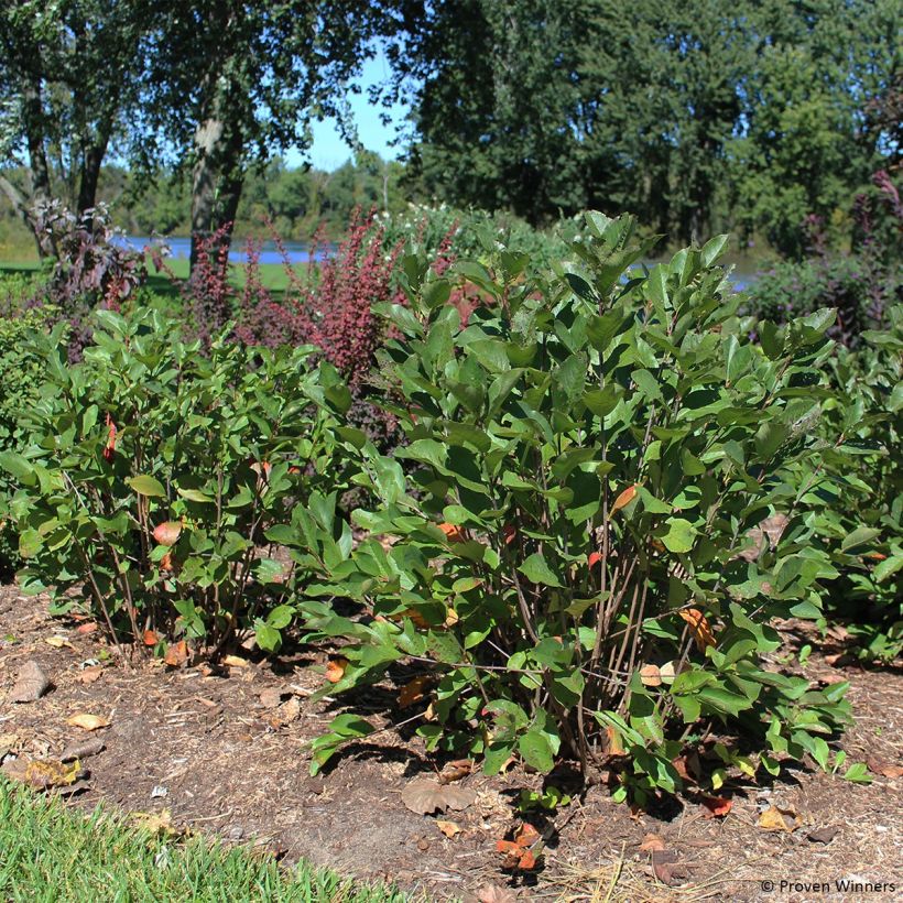 Aronia melanocarpa Revontuli Hedger - Aronie à fruits noirs (Plant habit)