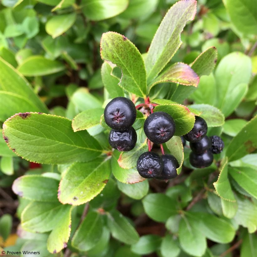 Aronia melanocarpa Revontuli Mound - Aronie à fruits noirs (Harvest)