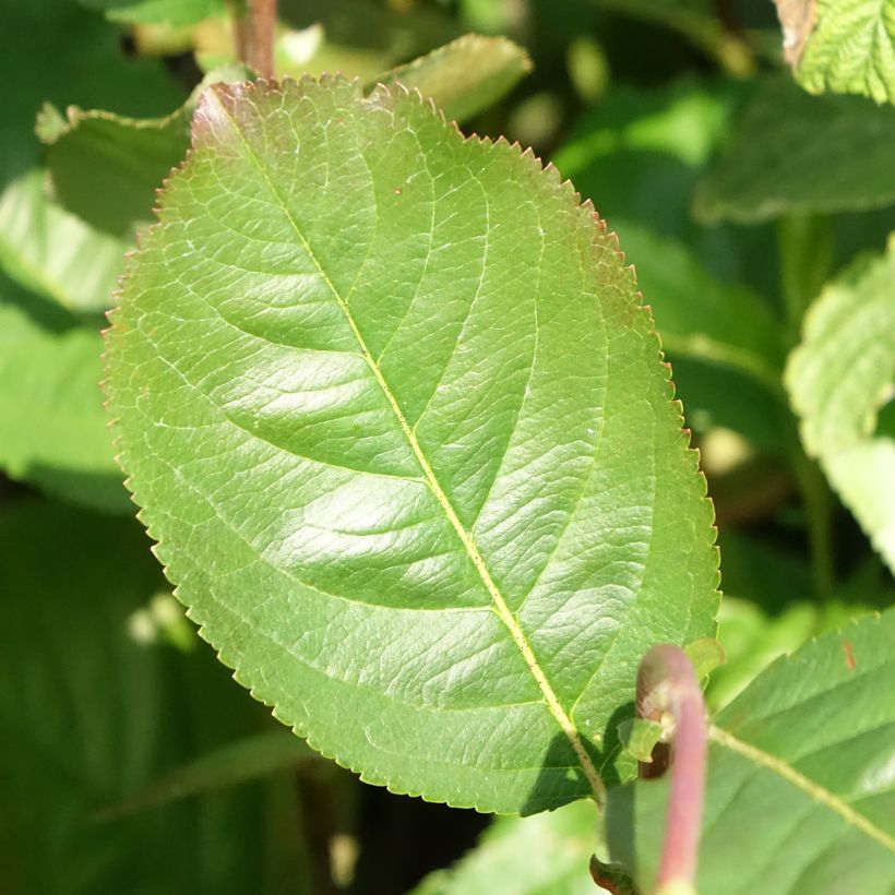 Aronia x prunifolia Rubina - Aronie à feuille de prunier (Foliage)