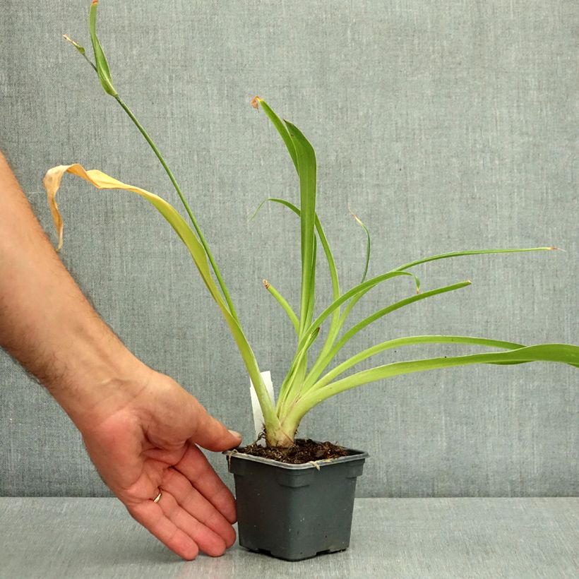 Example of Arthropodium cirrhatum Godet de 8/9 cm as you get in ete