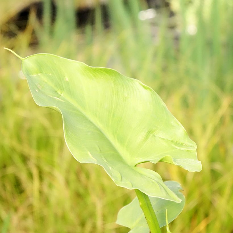 Arum ou Calla vert - Zantedeschia Aethiopica Green Goddess (Foliage)