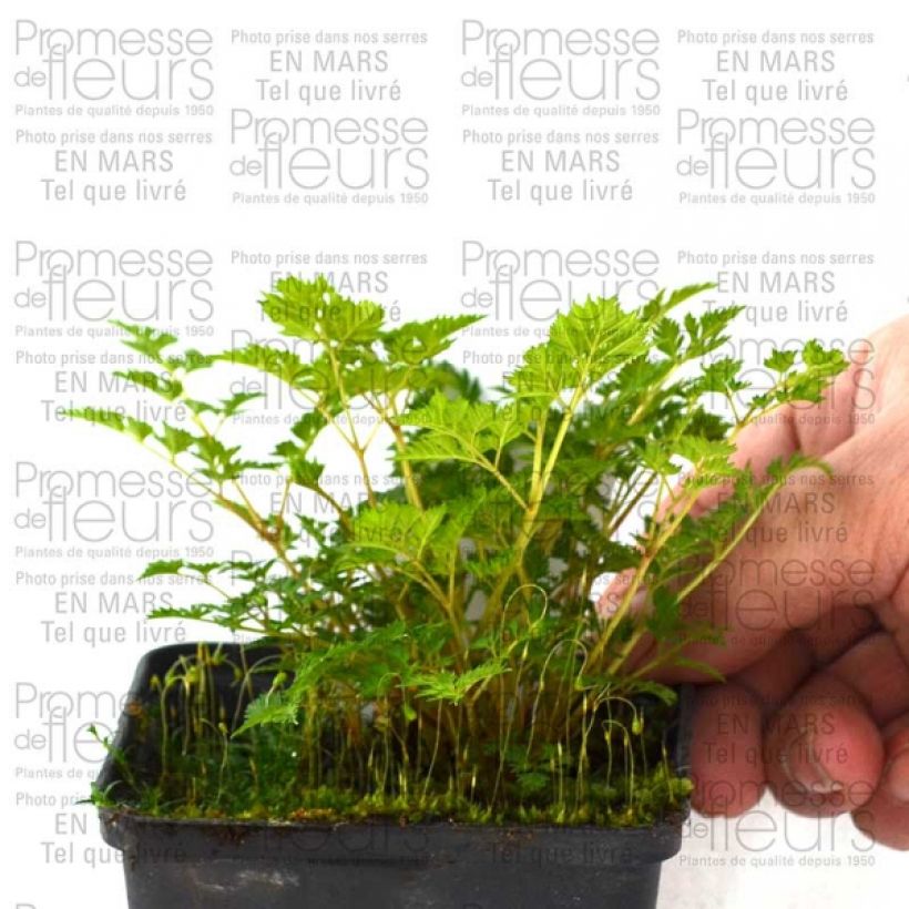 Example of Aruncus aethusifolius - Barbe de Bouc naine Godet de 8/9 cm as you get