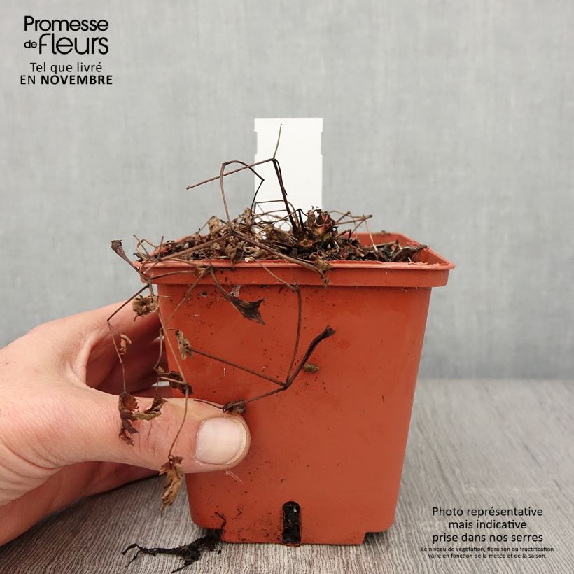 Example of Aruncus Chantilly Lace - Barbe de bouc Pot de 1L/1,5L as you get in automne