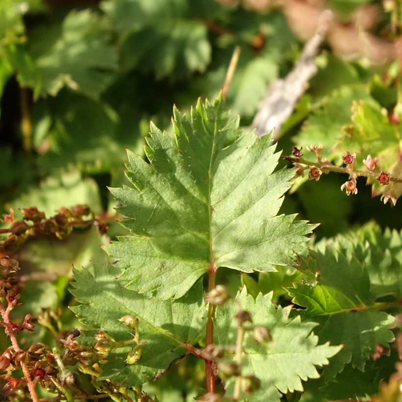 Aruncus diocus var. kamtschaticus, Barbe de Bouc (Foliage)