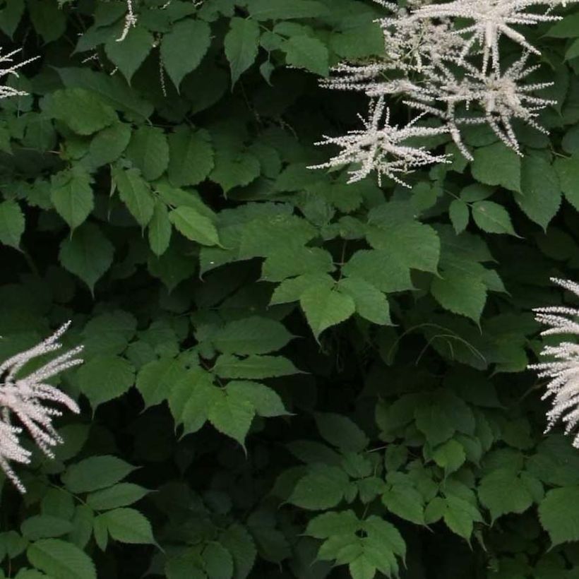 Aruncus dioicus sylvestris, Barbe de Bouc (Foliage)