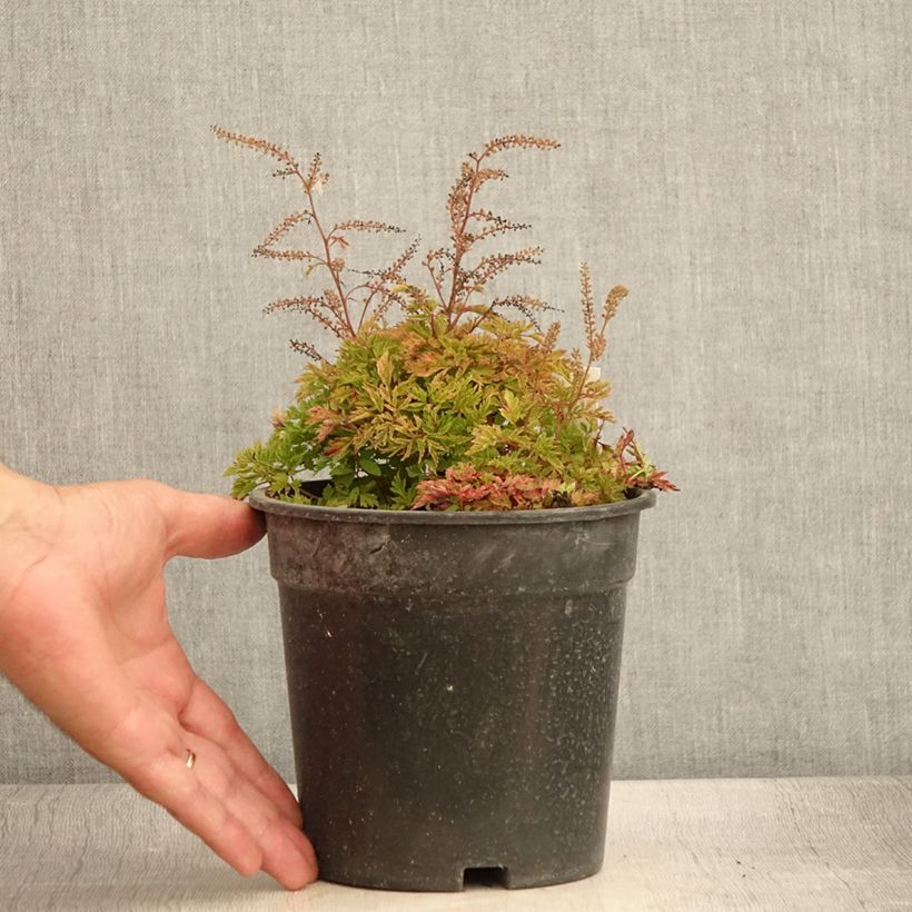 Example of Aruncus Guinea Fowl - Barbe de Bouc Pot de 2L/3L as you get in ete