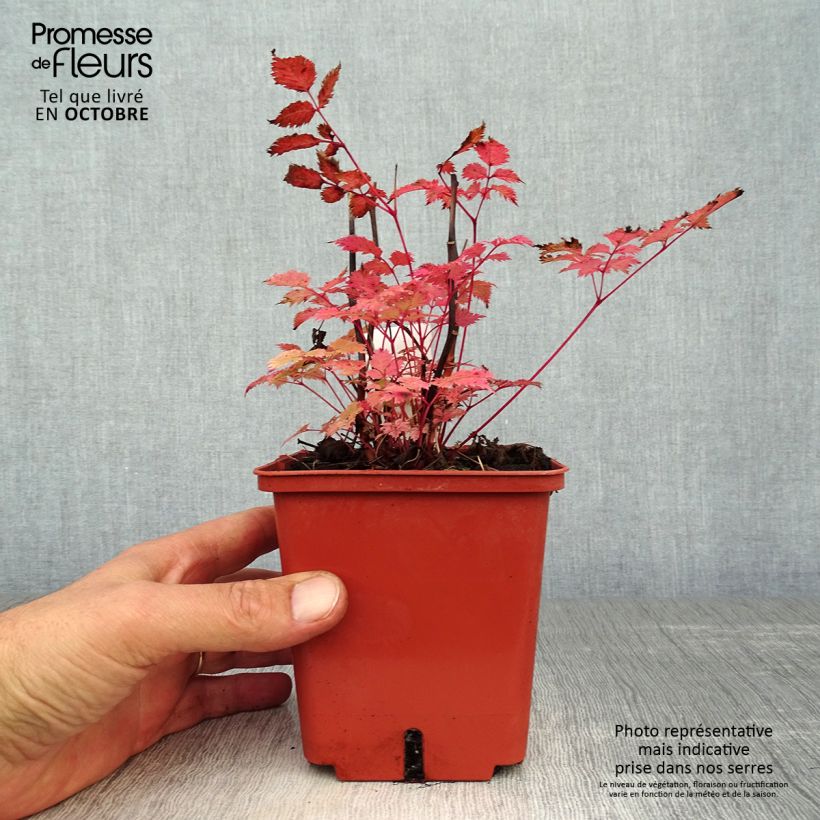 Example of Aruncus hybride Misty Lace - Barbe de bouc Pot de 1L/1,5L as you get in automne